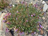 15 Purple Flowers Near Gasherbrum North Base Camp in China 